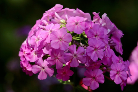 Phlox