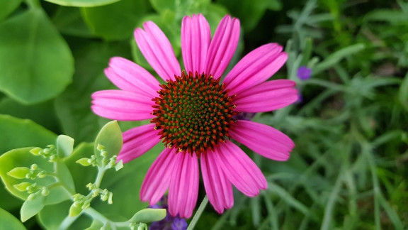 Purple Coneflower (Echinacea)