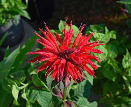Bee Balm