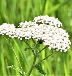 common yarrow - 23 Flowers That Attract Bees and Other Pollinators