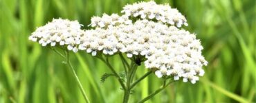 common yarrow - 23 Flowers That Attract Bees and Other Pollinators