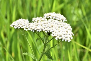 common yarrow - 23 Flowers That Attract Bees and Other Pollinators