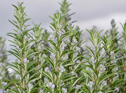 Rosemary