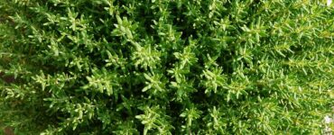 23 Plants That Repel Garden Pests