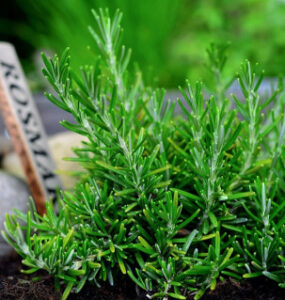 23 Plants That Repel Pests From Garden & Home