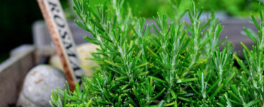 23 Plants That Repel Pests From Garden & Home