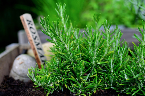 23 Plants That Repel Pests From Garden & Home