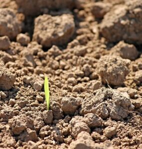 12 Natural Ways to Improve Soil Quality