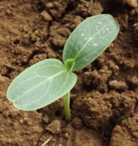 12 Natural Ways to Improve Soil Quality