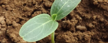 12 Natural Ways to Improve Soil Quality