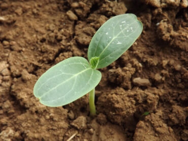 12 Natural Ways to Improve Soil Quality