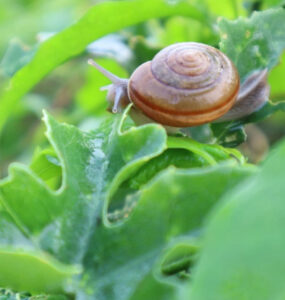 16 Natural Ways to Get Rid of Slugs and Snails