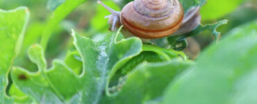 16 Natural Ways to Get Rid of Slugs and Snails