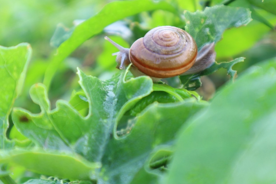 16 Natural Ways to Get Rid of Slugs and Snails