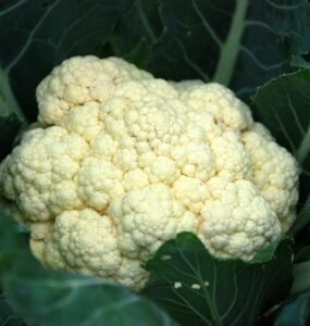 Plants That Grow in Shade -- vegetables, herbs, fruits, flowers