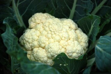 Plants That Grow in Shade -- vegetables, herbs, fruits, flowers