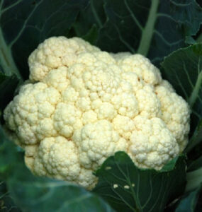 Plants That Grow in Shade -- vegetables, herbs, fruits, flowers