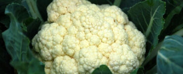 Plants That Grow in Shade -- vegetables, herbs, fruits, flowers