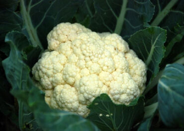Plants That Grow in Shade -- vegetables, herbs, fruits, flowers
