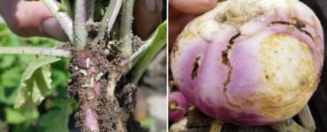 Cabbage Worms - 35 Harmful Farm Insects To Watch Out For