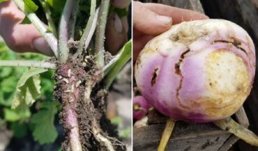 Cabbage Worms - 35 Harmful Farm Insects To Watch Out For