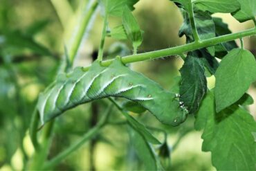 13 Homemade Caterpillar Repellent Sprays