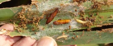 Harmful Farm Insects - Natural Ways to Get Rid of Leafrollers