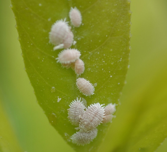 Mealybug