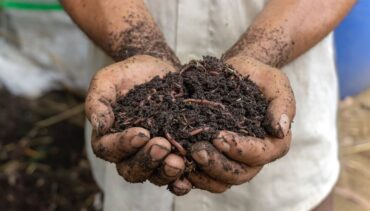 29 Organic and Homemade Fertilizers for Plants