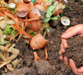 30 Natural and Homemade Fertilizers for Plants