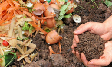 30 Natural and Homemade Fertilizers for Plants