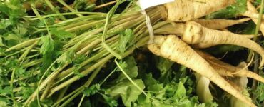 How to Grow Parsnip (Plus Nutrition Benefits)
