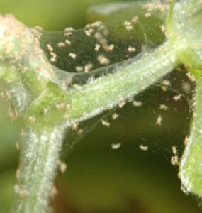 Natural Ways to Get Rid of Spider Mites on Plants