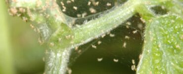 Natural Ways to Get Rid of Spider Mites on Plants