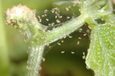 Natural Ways to Get Rid of Spider Mites on Plants