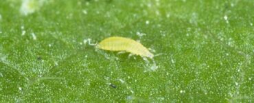 13 Natural Ways to Get Rid of Thrips