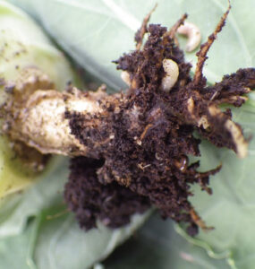 cabbage maggots - 35 Bad Garden Insects & Pests on Plants (+ Pictures)