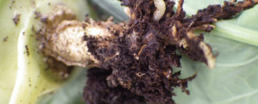 cabbage maggots - 35 Bad Garden Insects & Pests on Plants (+ Pictures)