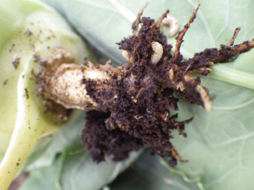 cabbage maggots - 35 Bad Garden Insects & Pests on Plants (+ Pictures)