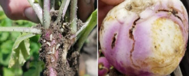 Cabbage Worms - 35 Harmful Farm Insects To Watch Out For