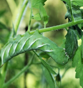 15 Homemade Caterpillar Repellent Sprays