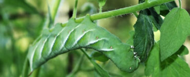 15 Homemade Caterpillar Repellent Sprays