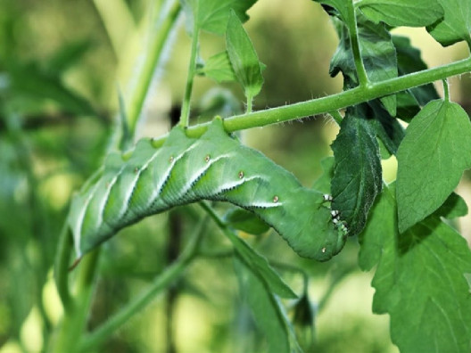 15 Homemade Caterpillar Repellent Sprays
