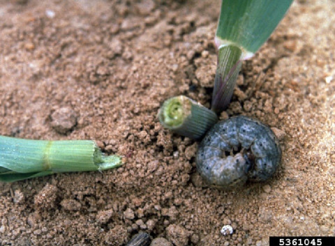 Cutworms