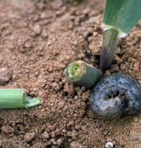 17 Natural Ways to Get Rid of Cutworms