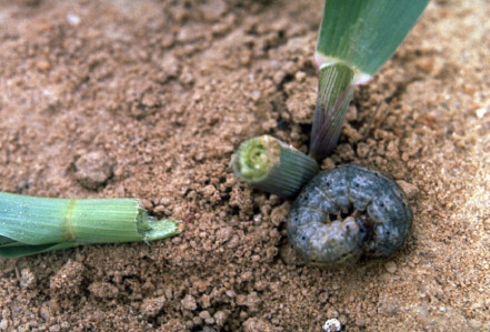 Cutworm