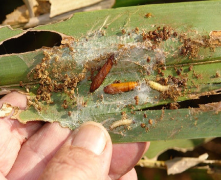 Harmful Farm Insects - Natural Ways to Get Rid of Leafrollers