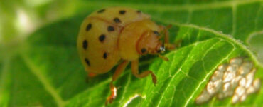 13 Natural Ways to Get Rid of Mexican Bean Beetles