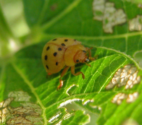 13 Natural Ways to Get Rid of Mexican Bean Beetles