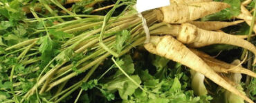 How to Grow Parsnip (Plus Nutrition Benefits)